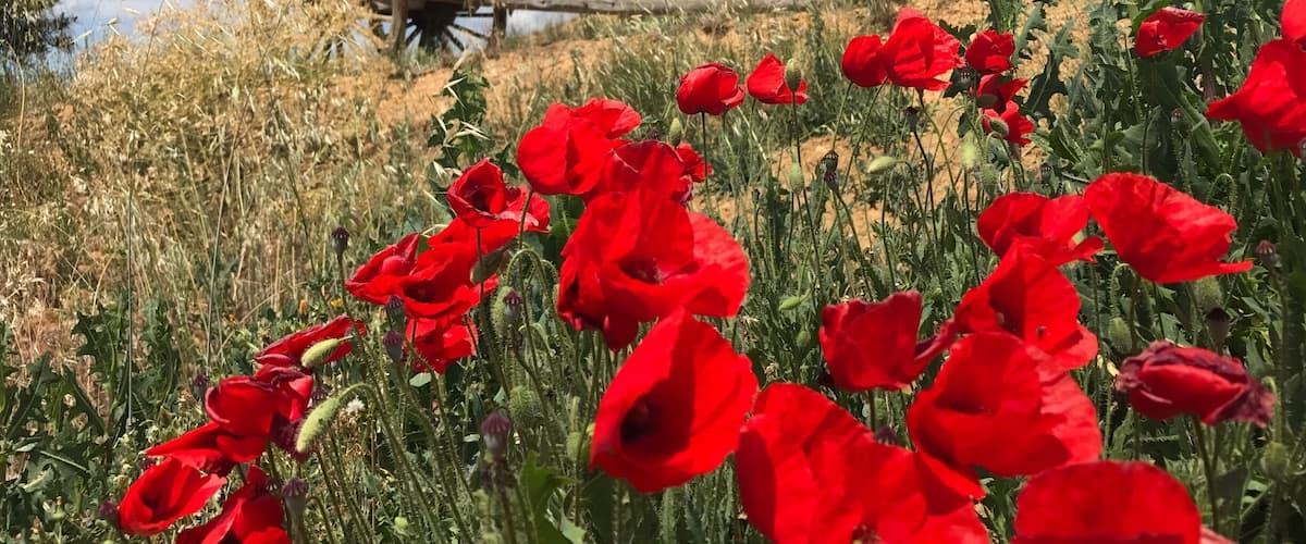 A field of red poppies with a wooden cart in the background.
