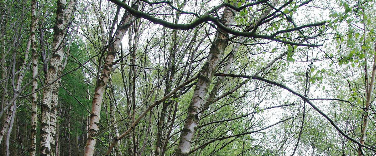A forested path with birch trees and moss-covered ground.