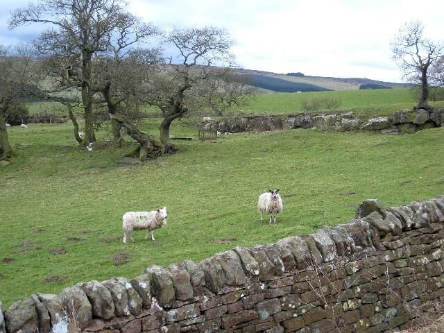Rocky field Rocky field near Close House, Redburn. The hills in the distance are on the far side of the River South Tyne.