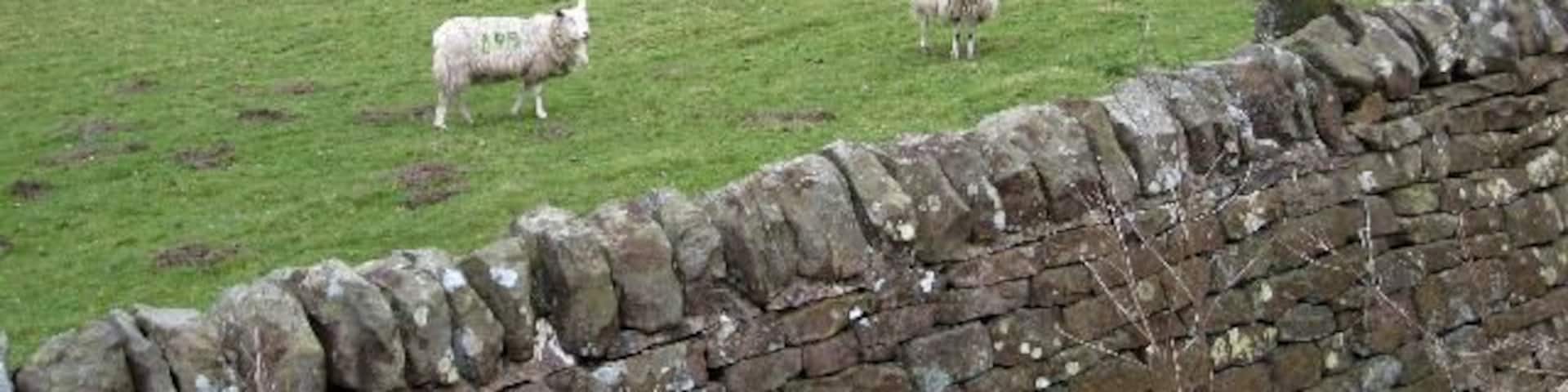 Rocky field Rocky field near Close House, Redburn. The hills in the distance are on the far side of the River South Tyne.