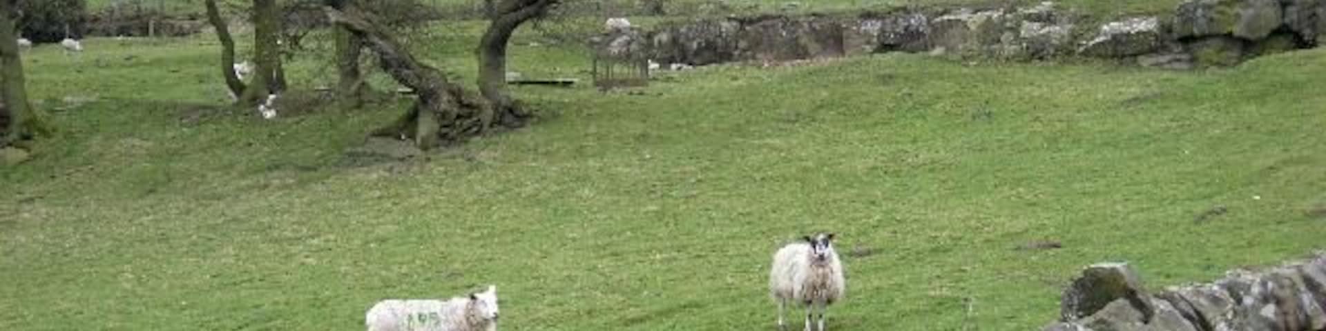 Rocky field Rocky field near Close House, Redburn. The hills in the distance are on the far side of the River South Tyne.