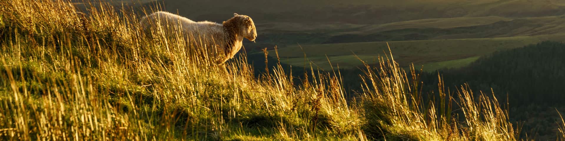 A sheep grazing on a grassy hillside with rolling hills in the background under a partly cloudy sky.