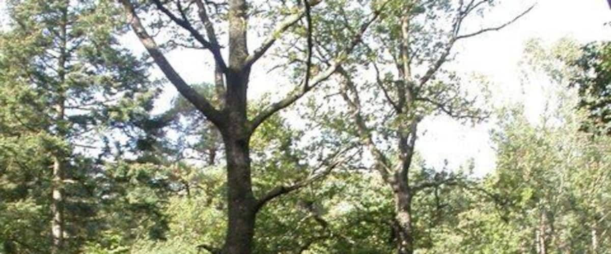 Broadley Inclosure, track Track leading from South-east to North-west, thus producing a diamond-like grid.