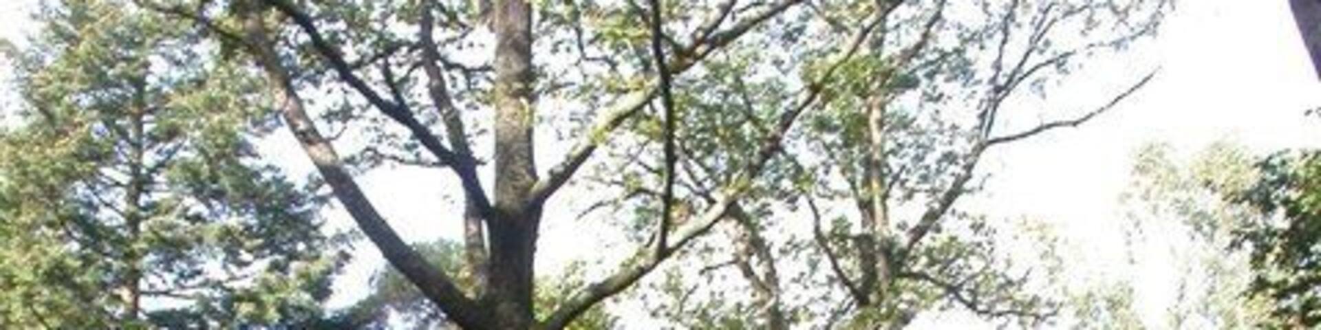 Broadley Inclosure, track Track leading from South-east to North-west, thus producing a diamond-like grid.