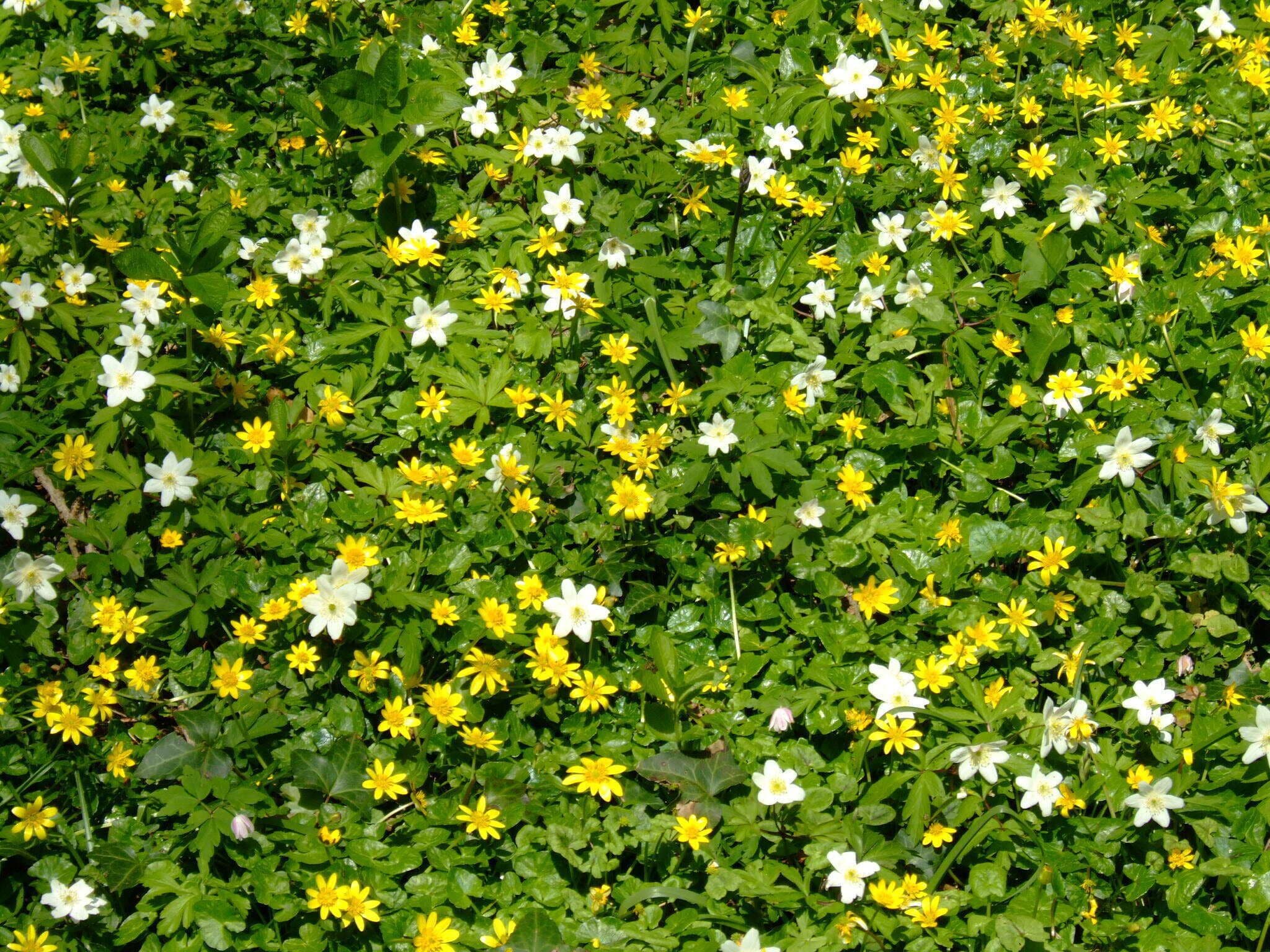 Spring Flowers in Woods