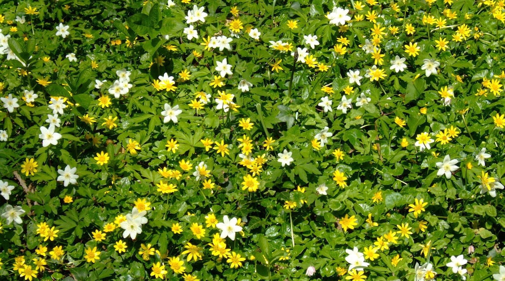 Spring Flowers in Woods