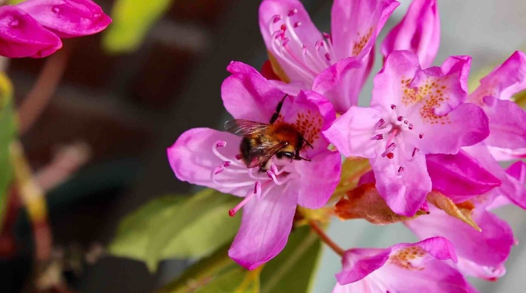 Bee on a pink flower #pinkflowers #bee