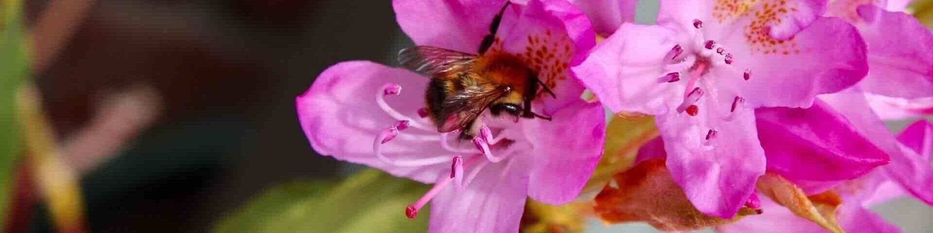 Bee on a pink flower #pinkflowers #bee
