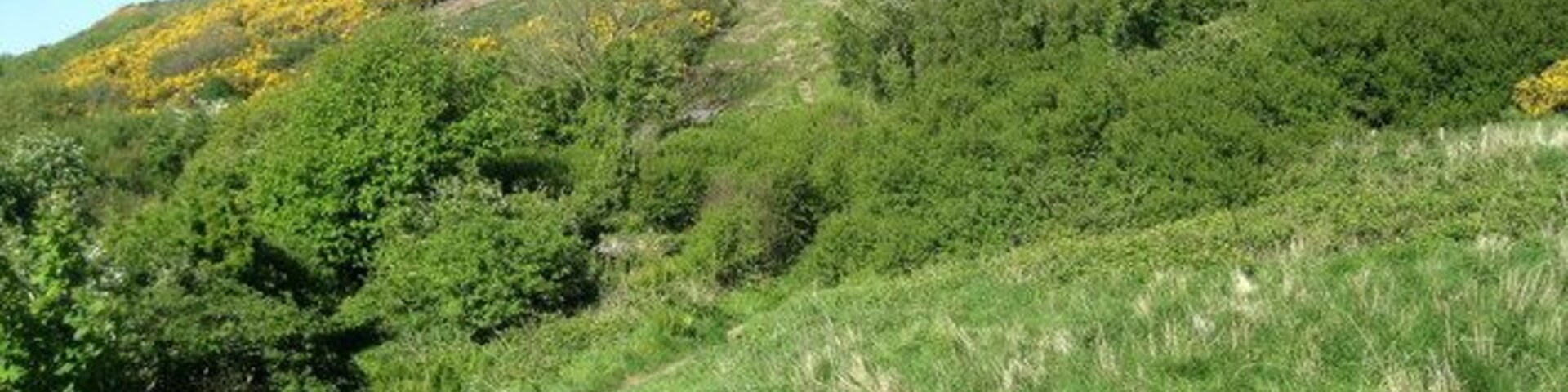 Offa's Dyke Path climbing Coed y Esgob Truly the final climb for northbound Offa's Dyke Path walkers as they grind their way up onto Coed y Esgob in the Prestatyn Hillside Nature Reserve.