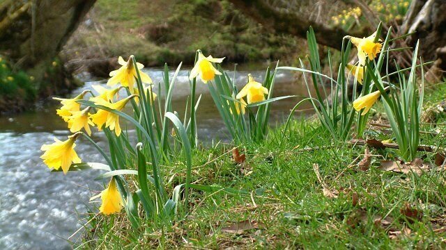 Daffodils in Farndale, North Yorkshire. Farndale is a valley running north to south in the North Yorkshire Moors National Park. It consists of farms and two hamlets, Low Mill to the south and Church Houses to the north. In spring, along a 3 mile walk in the valley bottom, wild daffodils are in bloom along the banks of the River Dove. It is possible that the daffodils were planted by monks from a nearby abbey before the dissolution of the monasteries by Henry VIII. The daffodils, which bring thousands of visitors each year to the walk between Low Mill and Church houses, are protected by the Nature Conservancy Council.