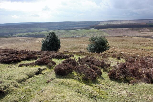 A hilly landscape with heather and coniferous trees.