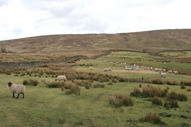 Um campo gramado com ovelhas pastando, um muro de pedra e colinas ondulantes.