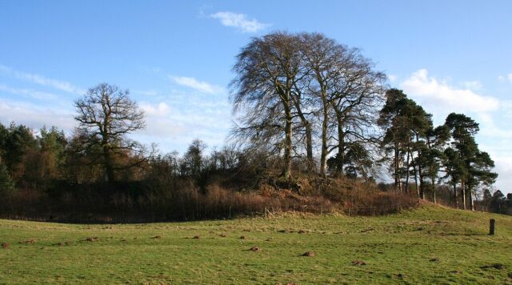 Hummock near Coronation Wood. A small rise bearing a mixture of Scots pine and deciduous trees stands adjacent to Coronation Wood. A similar hummock is located a few hundred metres north west in SJ5352; see 712998. View from the footpath between Coronation Wood and Bulkeleyhay