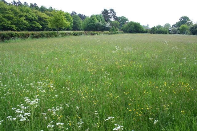 Meadow near Moss Wood One of several small meadows in a conservation area lying west of Moss Wood (left) and north of Red Hall. There is permissive open access for walkers to the area