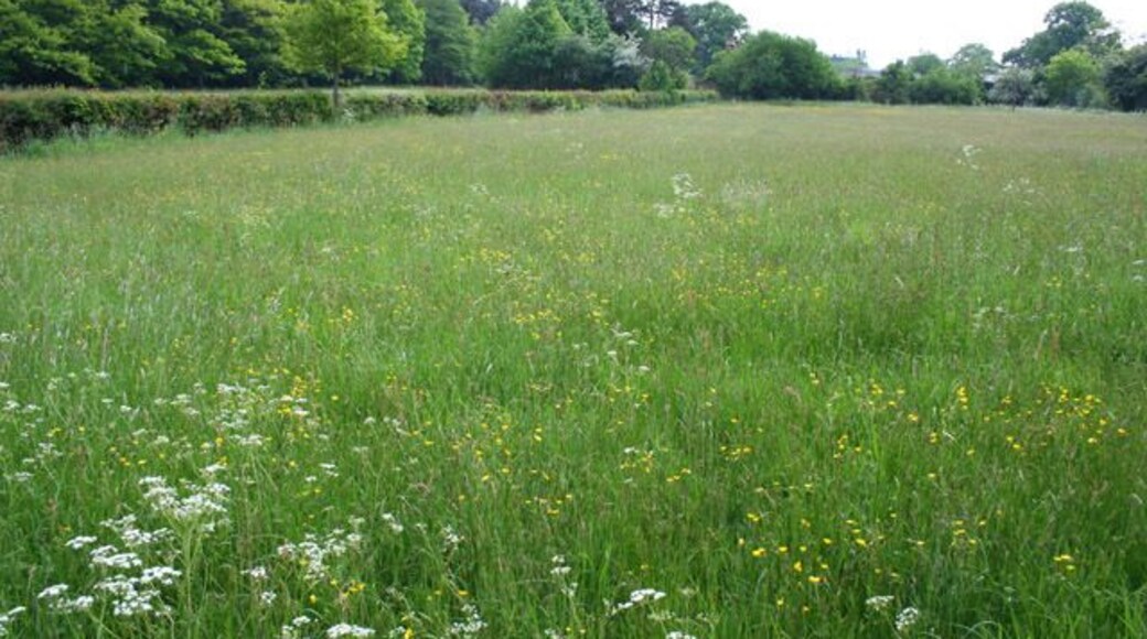 Meadow near Moss Wood One of several small meadows in a conservation area lying west of Moss Wood (left) and north of Red Hall. There is permissive open access for walkers to the area
