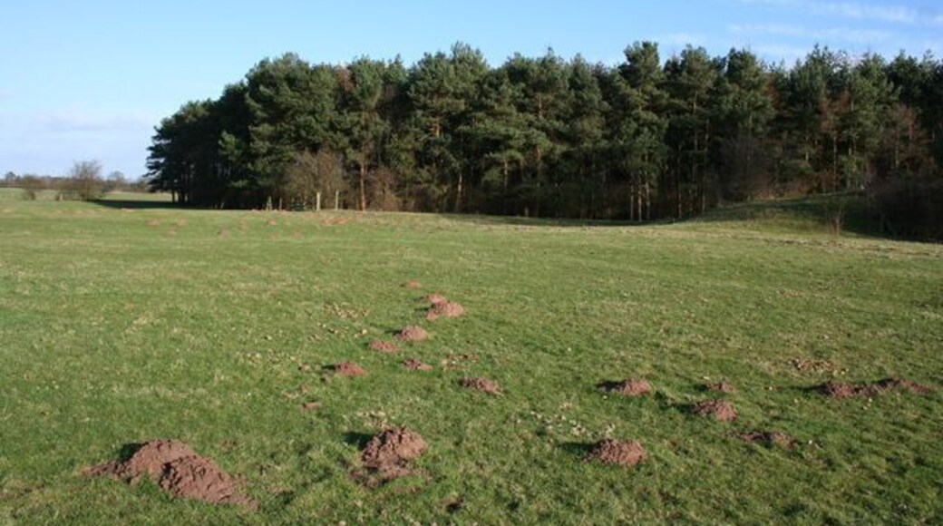 View towards Coronation Wood Coronation Wood is a large conifer plantation south west of Sicily Oak Farm and north of Cholmondeley Park. View from footpath from Bulkeleyhay
