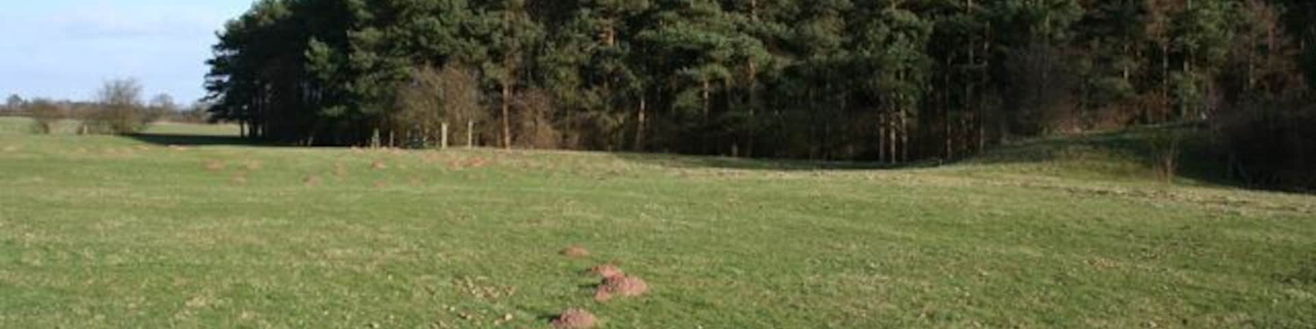 View towards Coronation Wood Coronation Wood is a large conifer plantation south west of Sicily Oak Farm and north of Cholmondeley Park. View from footpath from Bulkeleyhay