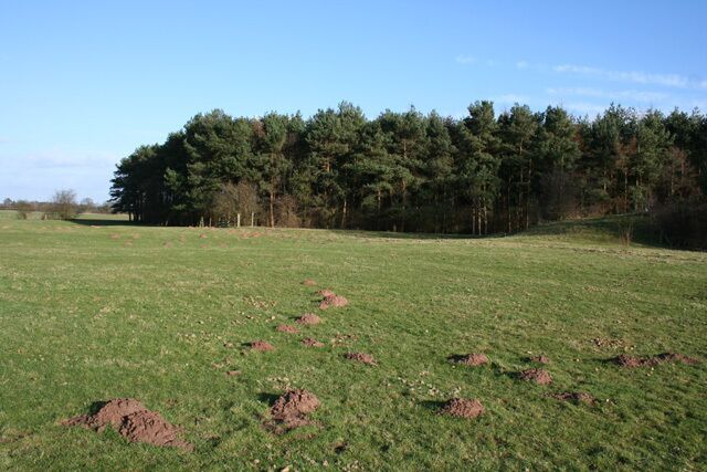 A grassy field with several mounds and a dense forest in the background.
