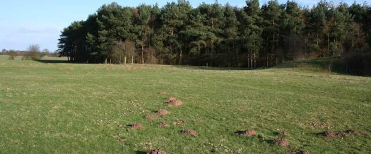 A grassy field with several mounds and a dense forest in the background.