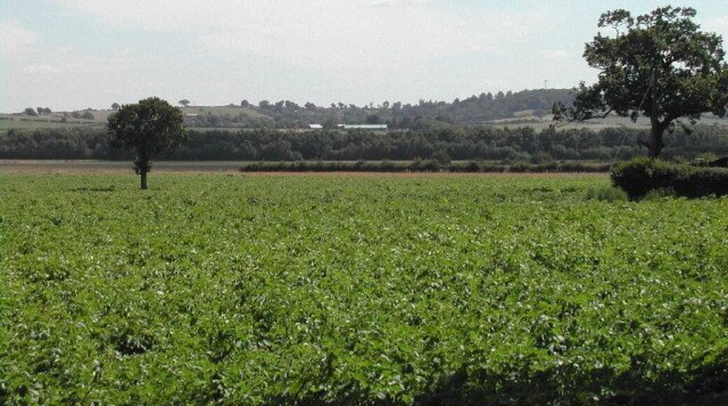 Papplewick Moor from the B683. The mast of the Police HQ at Sherwood Lodge in Burntstump Country Park can just be seen on the hill on the right