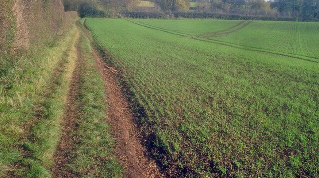Path to Papplewick - 2 Looking east as the path disappears into Church Plantation. The River Leen flows at the tree-line on the right.