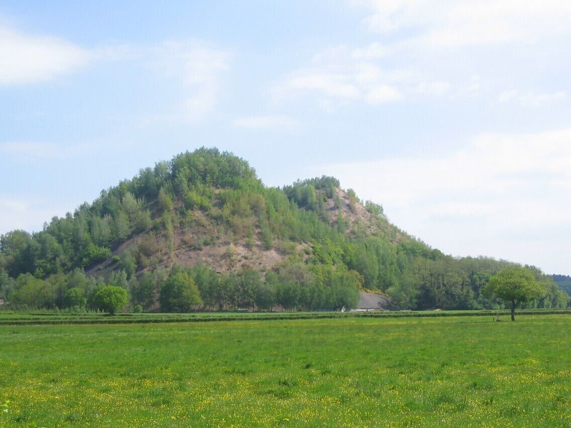 A green field with a hill covered in trees and a clear sky.
