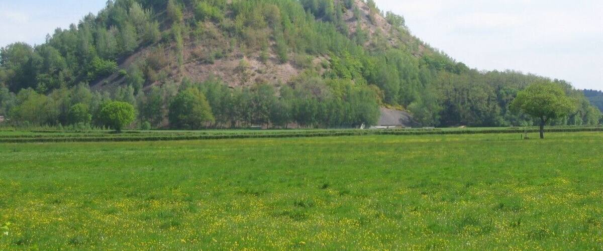 A green field with a hill covered in trees and a clear sky.