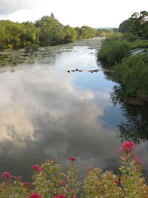 Un río tranquilo con abundante vegetación y flores rosadas en primer plano.