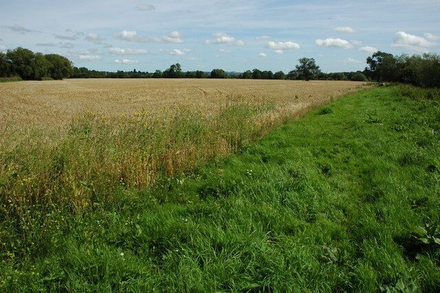 Barley field beside the Wye A field of barley on meadowland beside the River Wye near Glewstone.