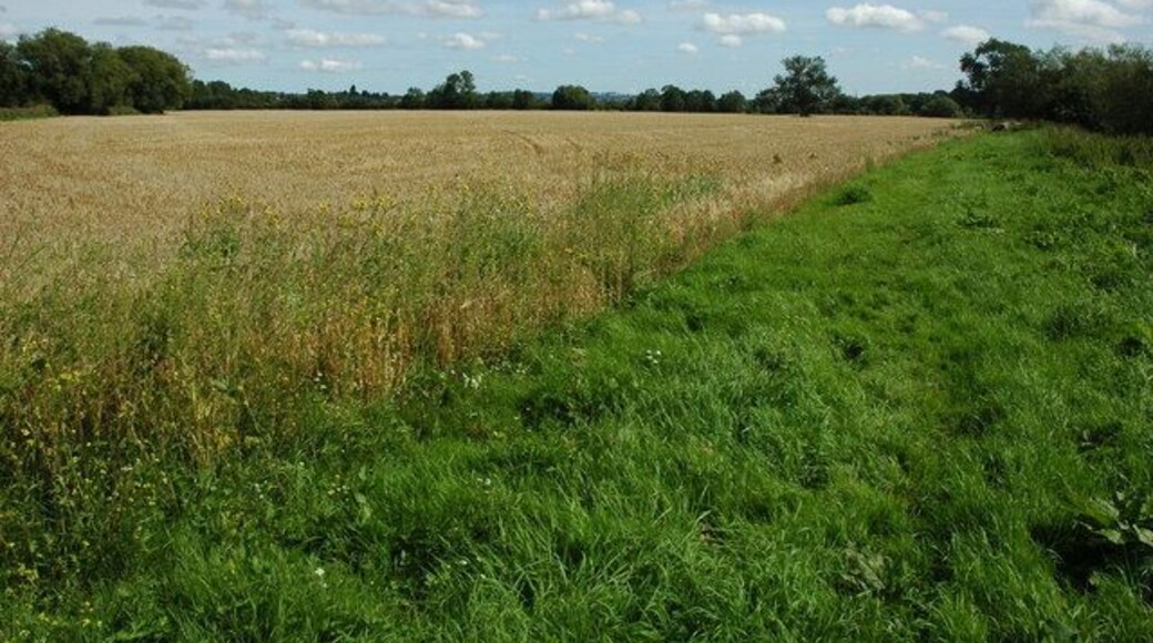 Barley field beside the Wye A field of barley on meadowland beside the River Wye near Glewstone.