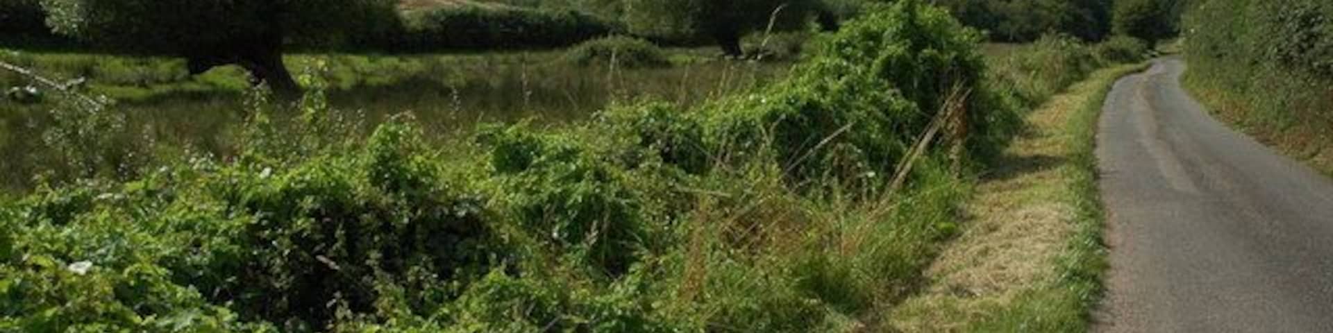 Road following Wells Brook This road to the north-west of Poolmill follows the course of Wells Brook. The willow trees on the left grow on the banks of the brook.