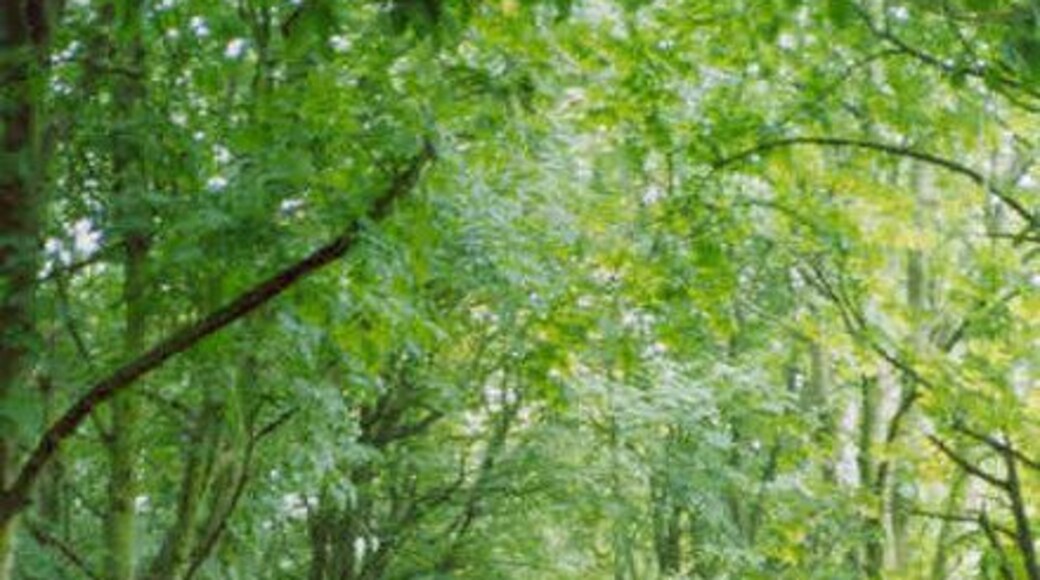 The Avenue, Leysters.