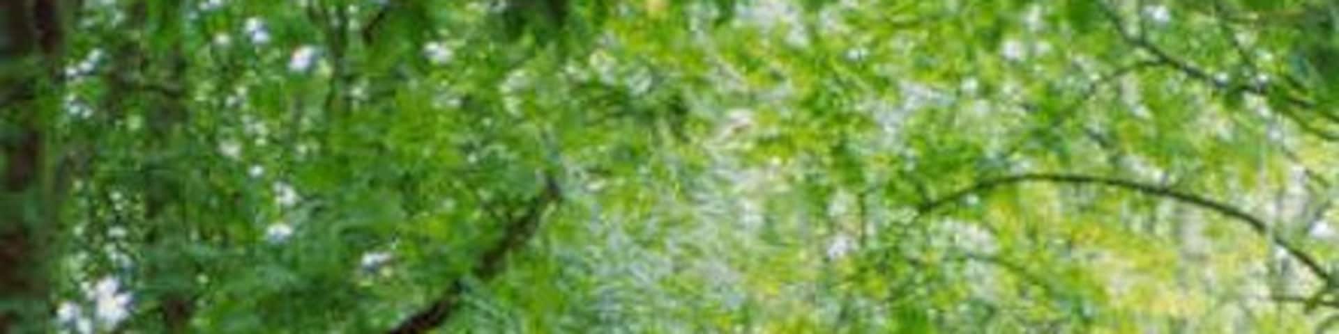 The Avenue, Leysters.