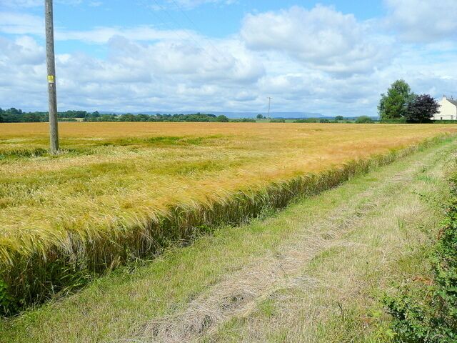 Barley crop View west from the B4348 near Much Dewchurch. In the distance s the distinctive outline of Hay Bluff.
