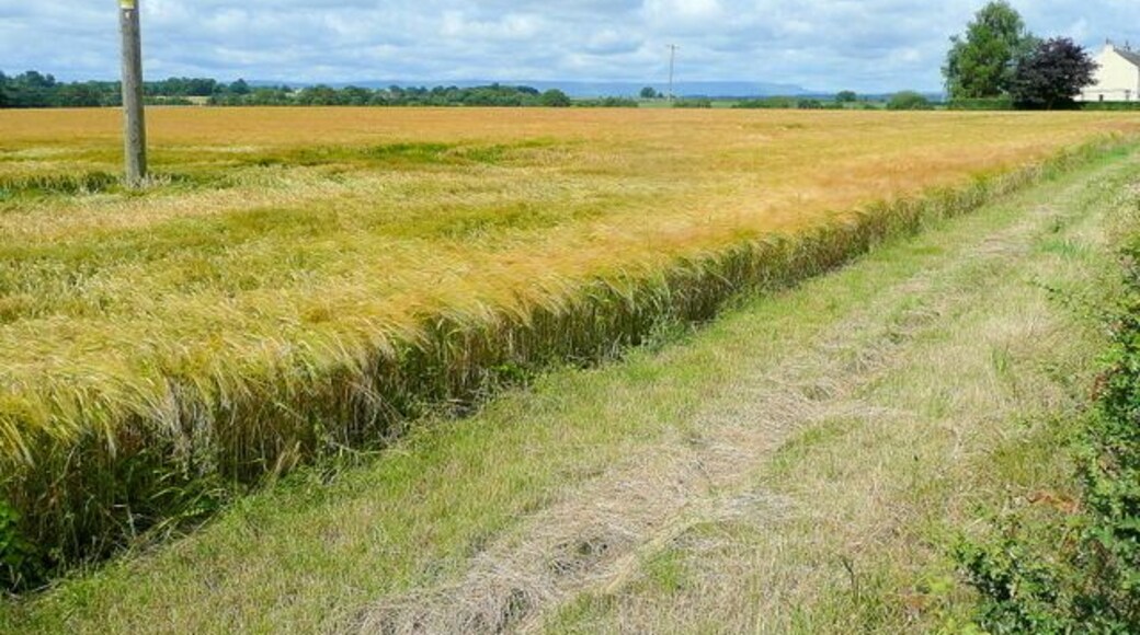 Barley crop View west from the B4348 near Much Dewchurch. In the distance s the distinctive outline of Hay Bluff.