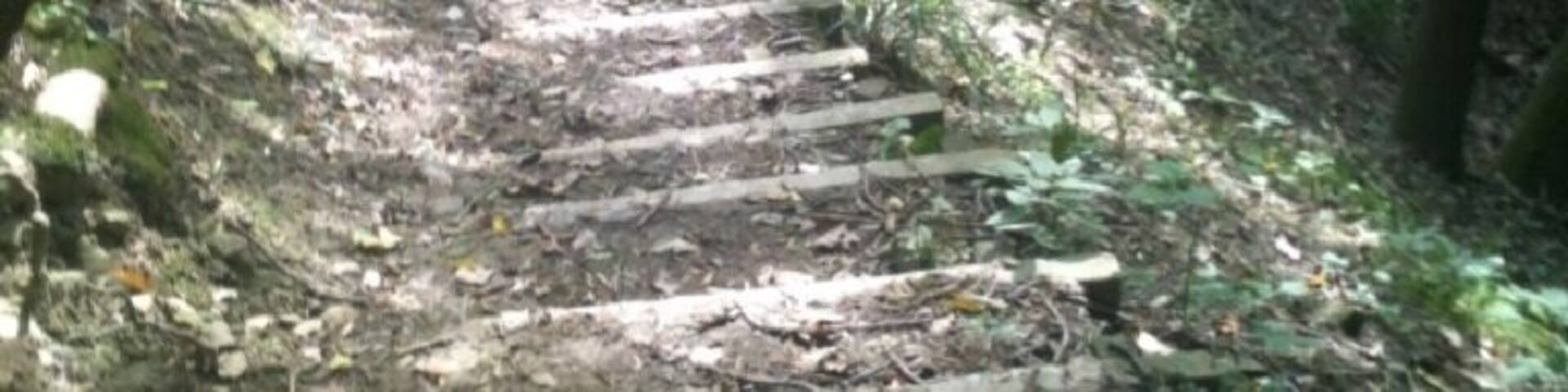 A forested area with a dirt path leading uphill.