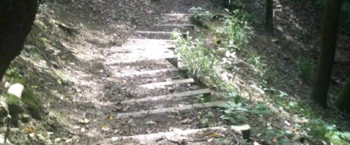 A forested area with a dirt path leading uphill.