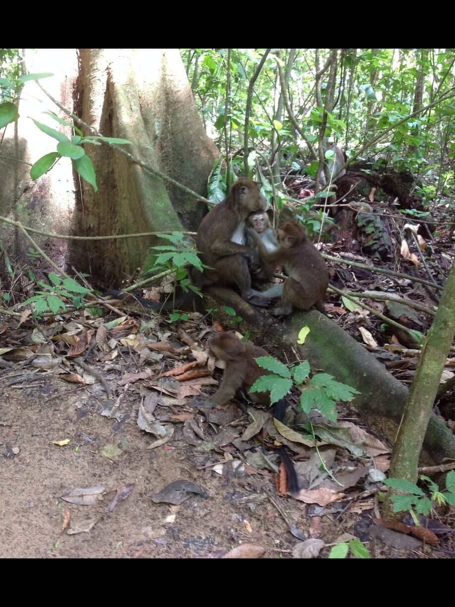 Monkey family that sweets together stays together we saw them during our trail going to underground river puerto princesa UNESCO world heritage#itsmorefuninthephilippines