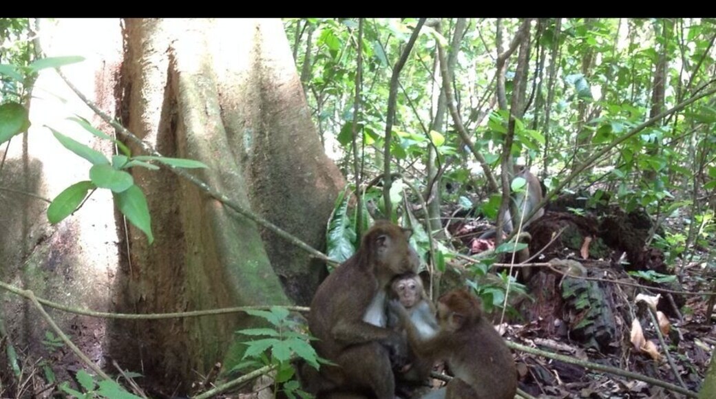 Monkey family that sweets together stays together we saw them during our trail going to underground river puerto princesa UNESCO world heritage#itsmorefuninthephilippines