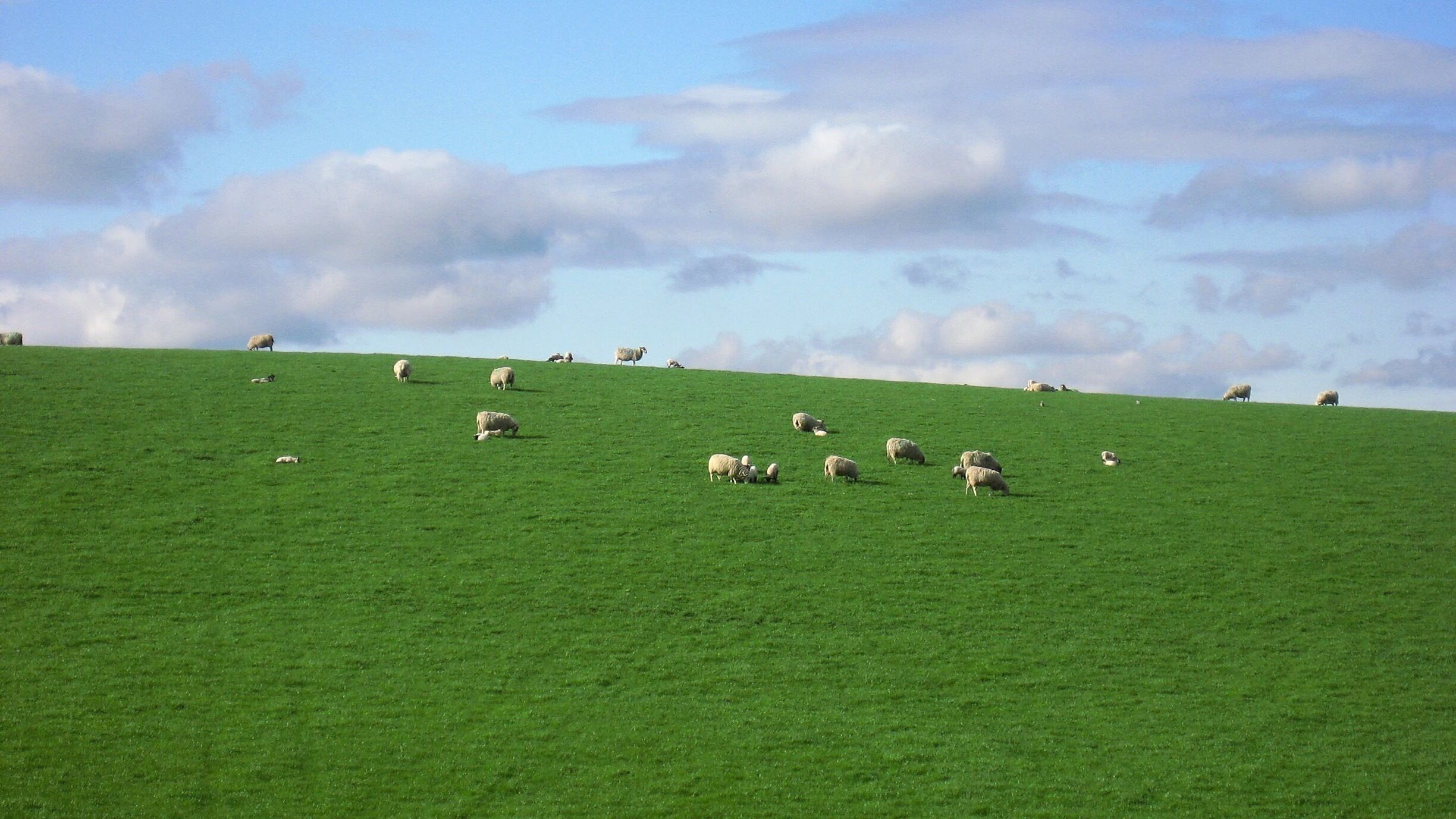 A green hillside with sheep grazing.