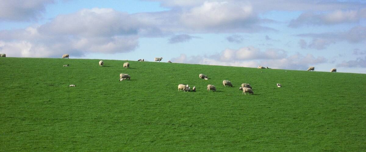 A green hillside with sheep grazing.