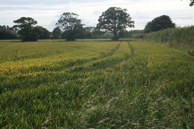 Fields at Gore House, near Lydiate
