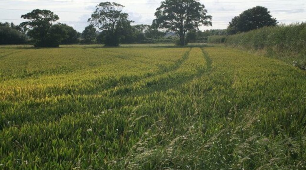 Fields at Gore House, near Lydiate