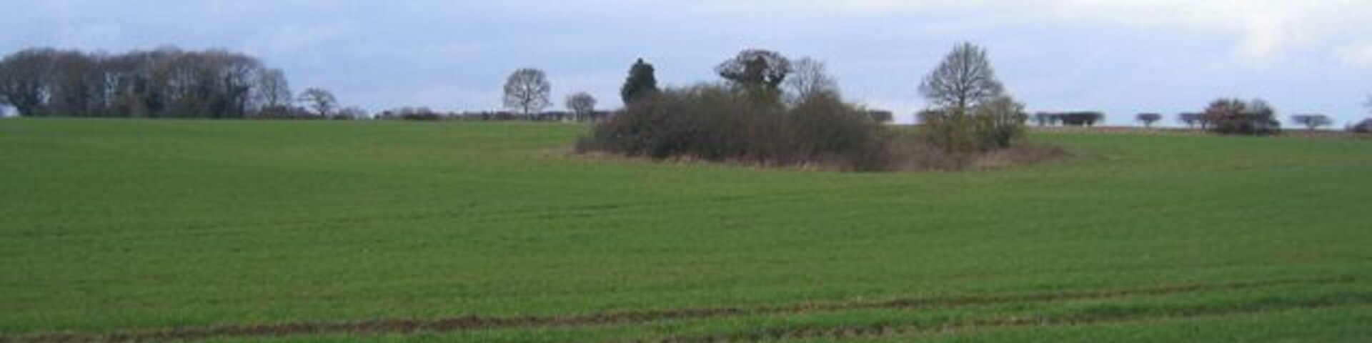A vast green field with a few scattered trees and a cloudy sky.