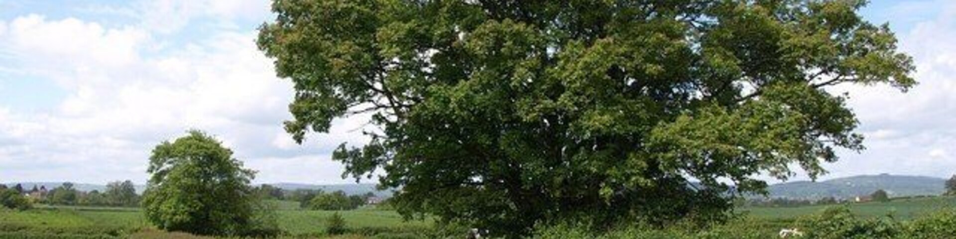 Hedgerow trees near Churcham. From the field south of the one containing 1318687.