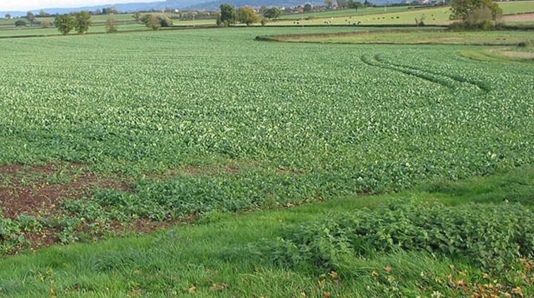 Farmland between Churcham and Minsterworth Robinswood Hill rises in the centre behind the trees and the Cotswolds can be seen in the distance on the first clear day for a while.