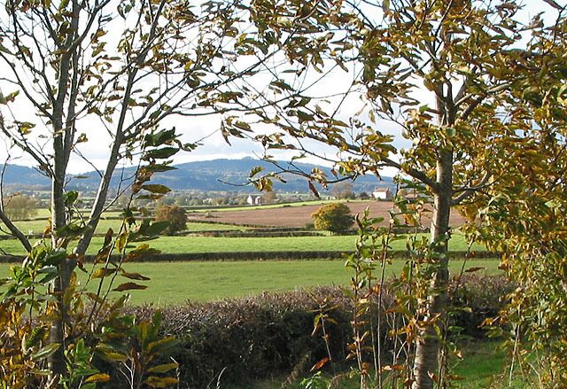 Farmland south of the A40 Taken from a small plantation of young deciduous trees.