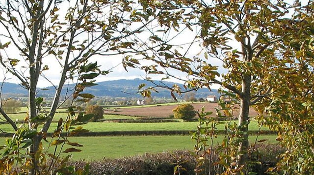 Farmland south of the A40 Taken from a small plantation of young deciduous trees.