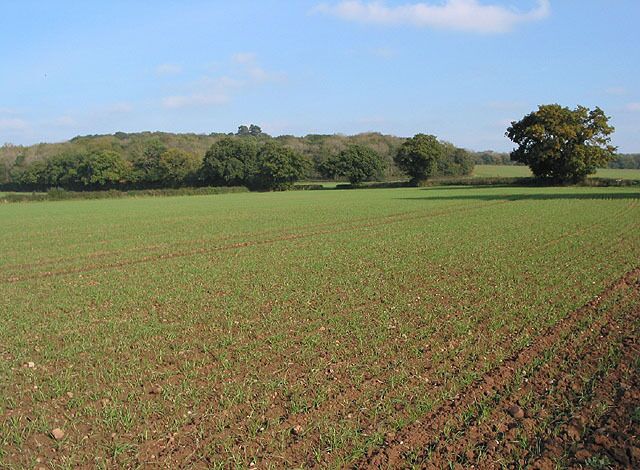 Crop field near Highnam Woods