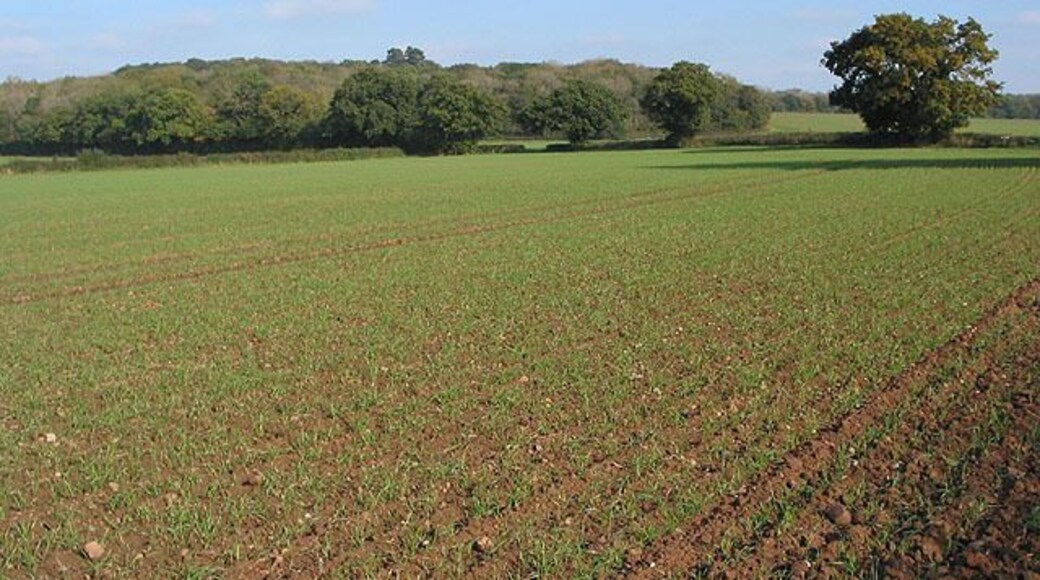 Crop field near Highnam Woods